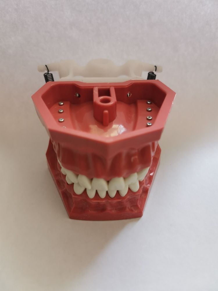 Модель челюсти учебная со сменными зубами на пружинах, плотные зубы, Турция
