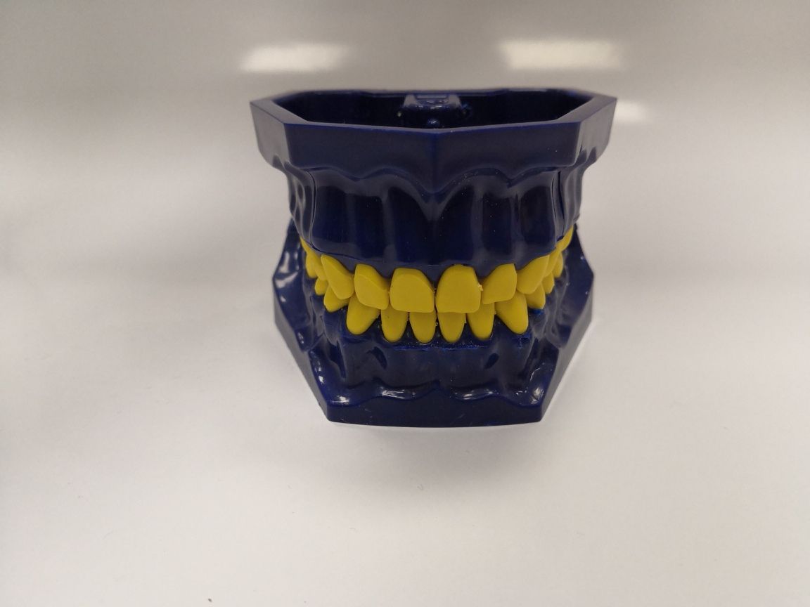 Модель челюсти учебная со сменными зубами, Синяя, Турция