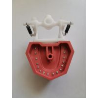 Модель челюсти учебная со сменными зубами на пружинах, плотные зубы, Турция (Фото 1)