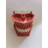 Модель челюсти учебная со сменными зубами на пружинах, плотные зубы, Турция