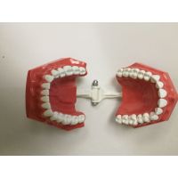 Модель челюсти учебная со сменными зубами, Турция (Фото 3)