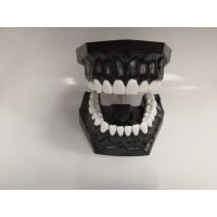 Модель челюсти учебная со сменными зубами, Черная, Турция (Фото 1)