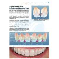 Анатомия передних зубов и изучение принципов естественной улыбки (Фото 2)