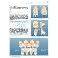Анатомия передних зубов и изучение принципов естественной улыбки (Фото 3)