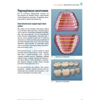 Популярная анатомия боковых зубов (Фото 7)